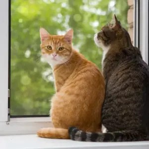 Gatos