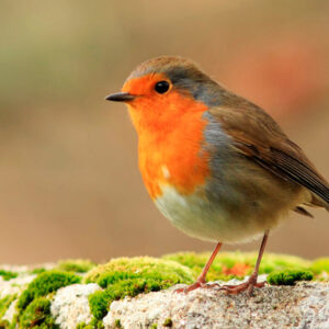 Pájaros
